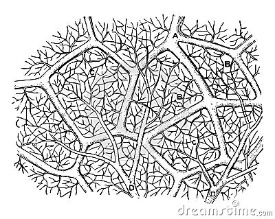 Capillaries of the Air Sac vintage illustration Vector Illustration